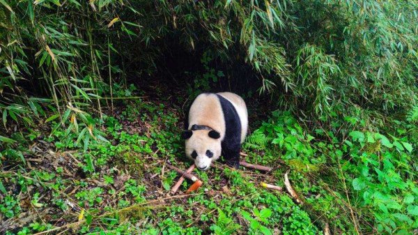 AG真人国际app中国官方商店下载 飘逸中国行·打听大熊猫国度公园|“熊猫故乡”筑牢国宝生态家园